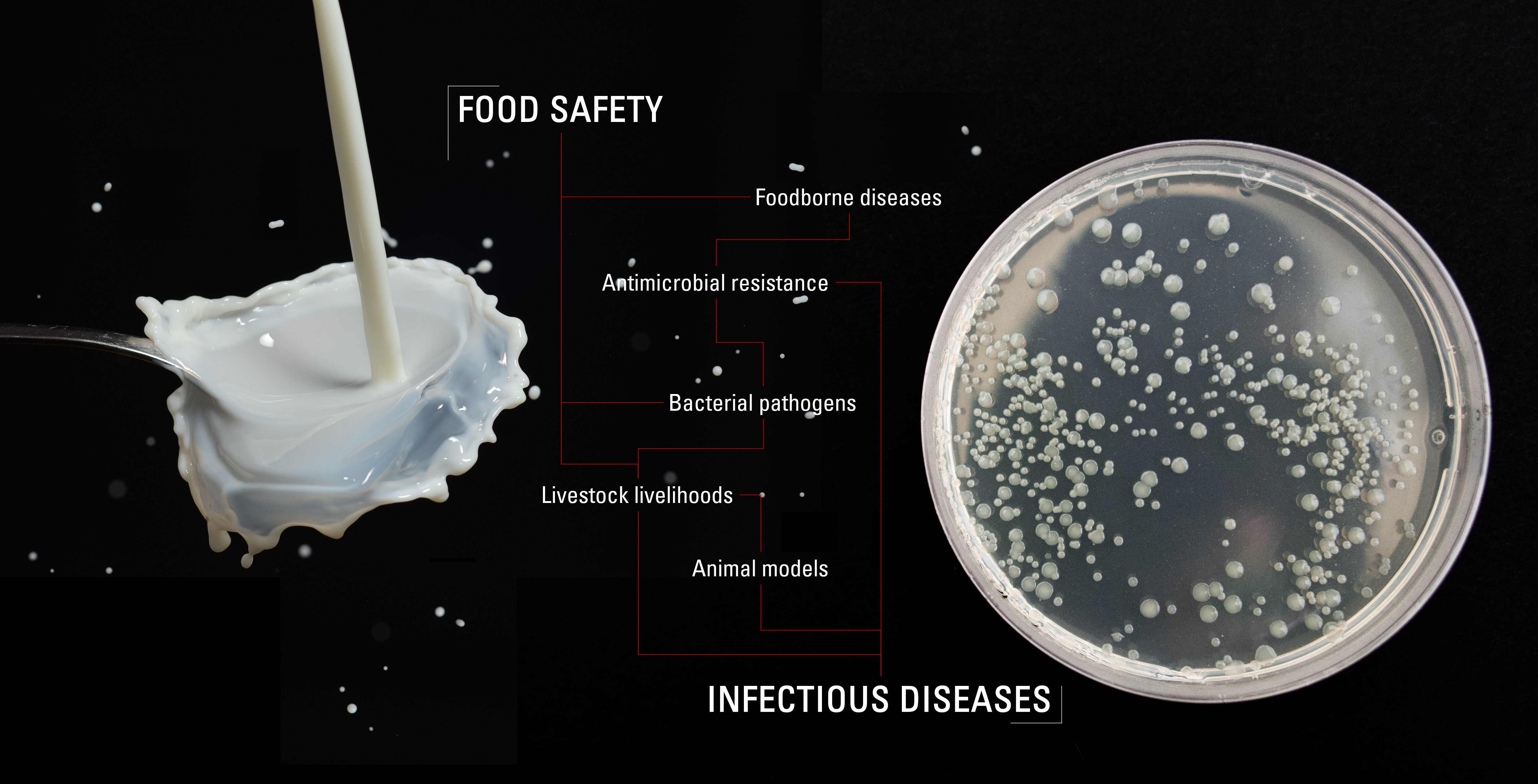 Milk and bacterial culture on black background. Text: Food Safety and Infectious Diseases linked to antimicrobial resistance, foodborne diseases, bacterial pathogens, animal models and livestock livelihoods.