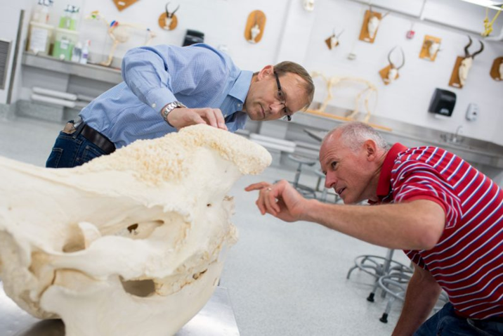 Dr. Blikslager and Dr. Gerard examining animal skull