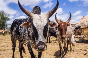 Cows in rural Ethiopia