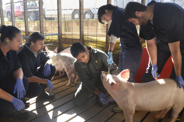 Dr. Thakur working with pigs