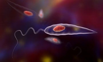 Promastigotes of Leishmania parasite which are found in mosquito laboratory cultures.