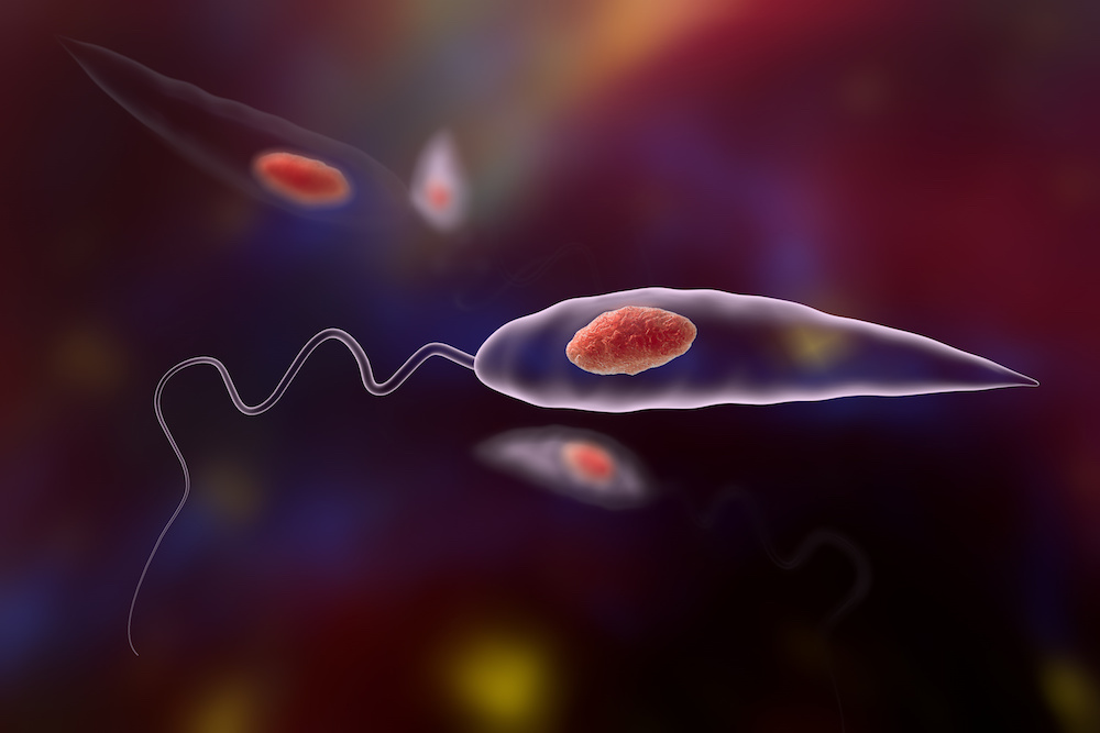 Promastigotes of Leishmania parasite which are found in mosquito laboratory cultures.