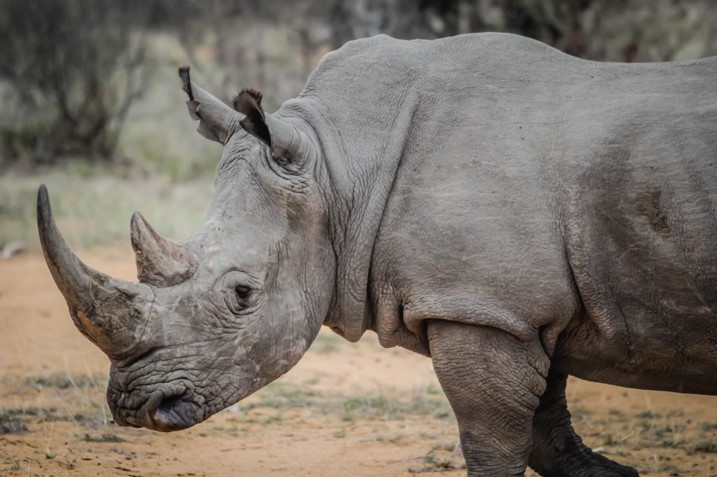 Southern White Rhino