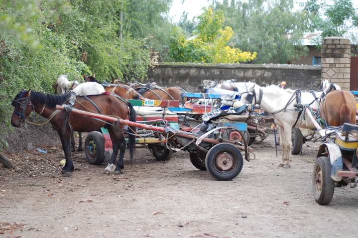 Horses in Ethiopia